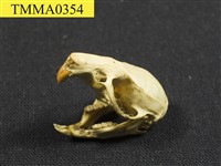 藏品(家鼠屬頭骨)的圖片